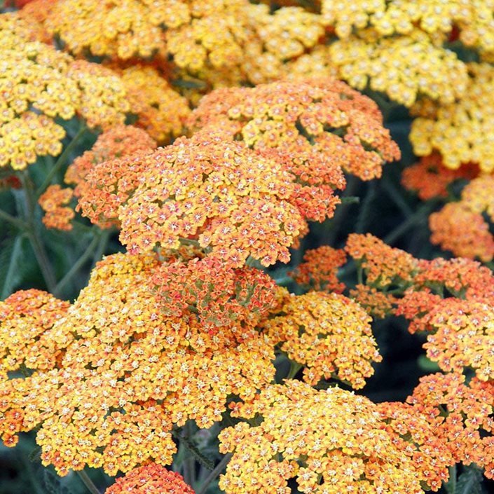 Achillea 'Terracotta' 2 Litre