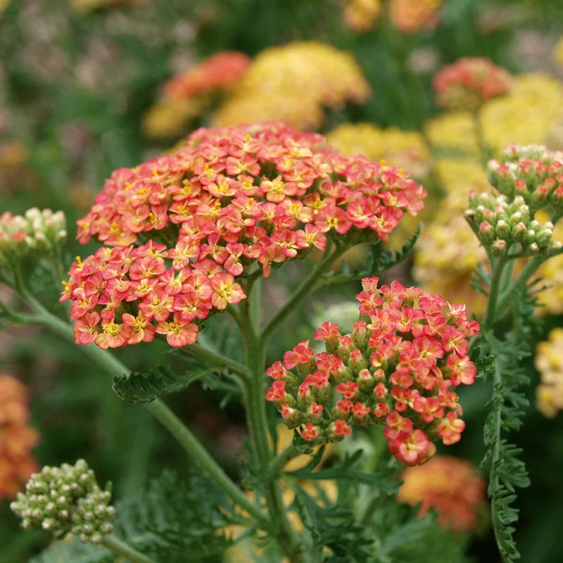 Achillea 'Terracotta' 2 Litre