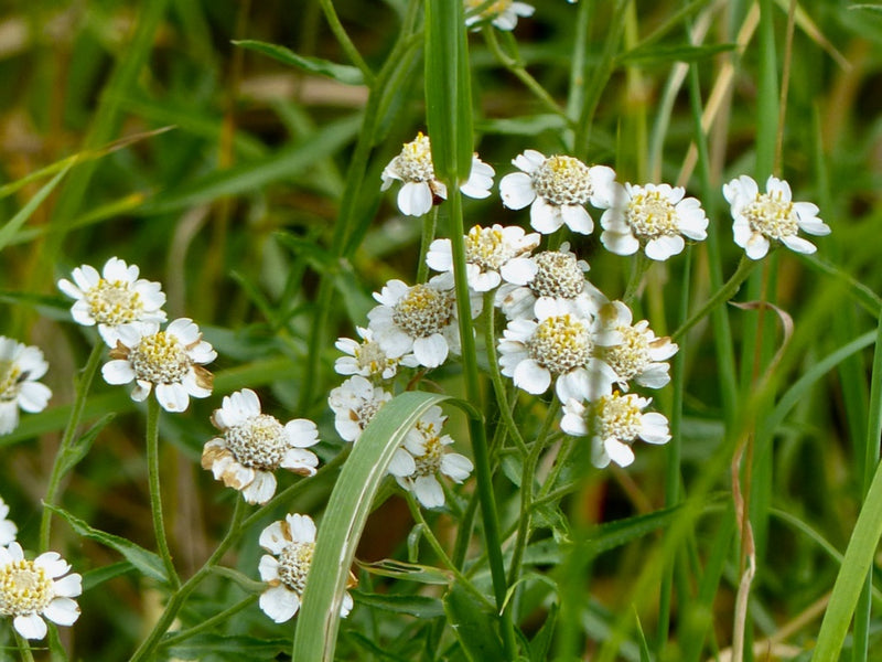 Achillea ptarmica P9