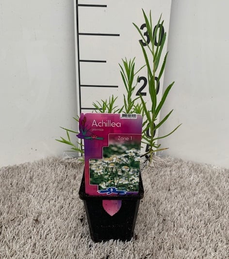 Achillea ptarmica P9