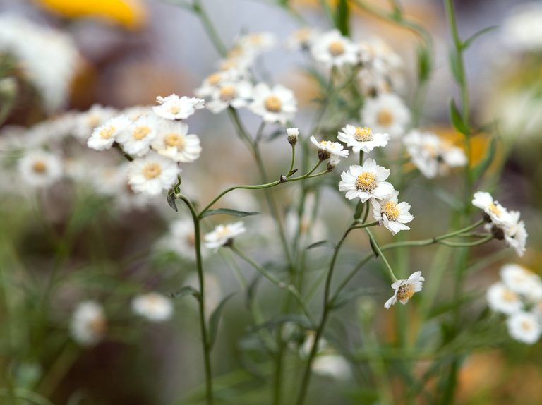 Achillea ptarmica P9