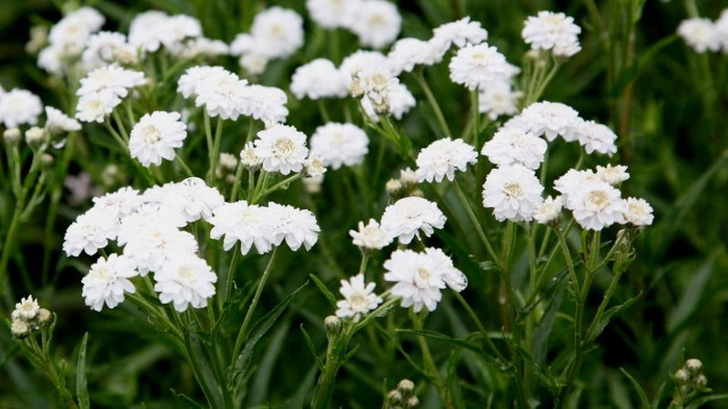 Achillea ptarmica P9