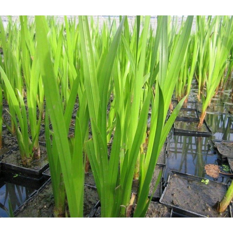 Acorus Calamus | Sweet Flag P9