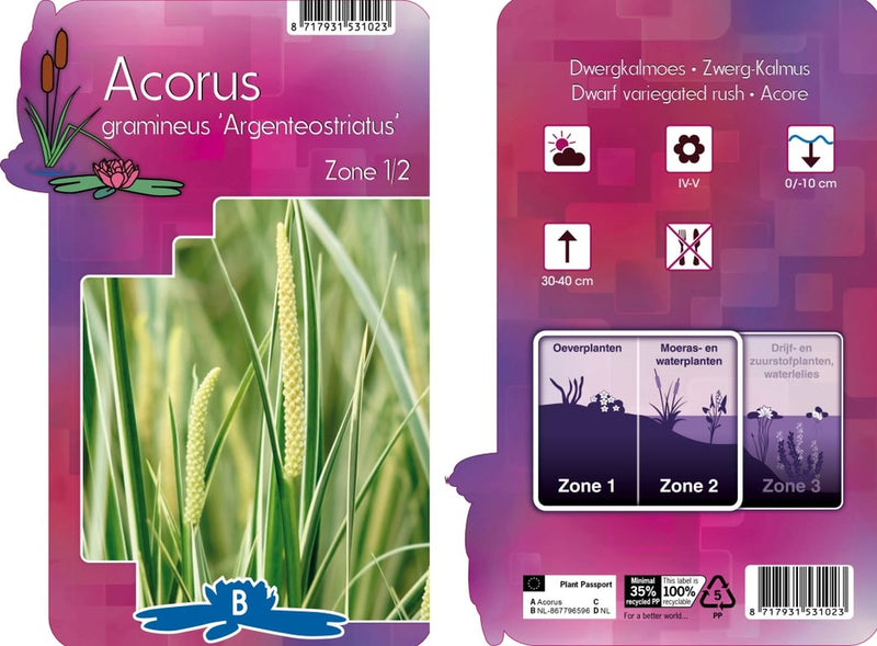 Acorus gram. 'Argenteostriatus' / P9
