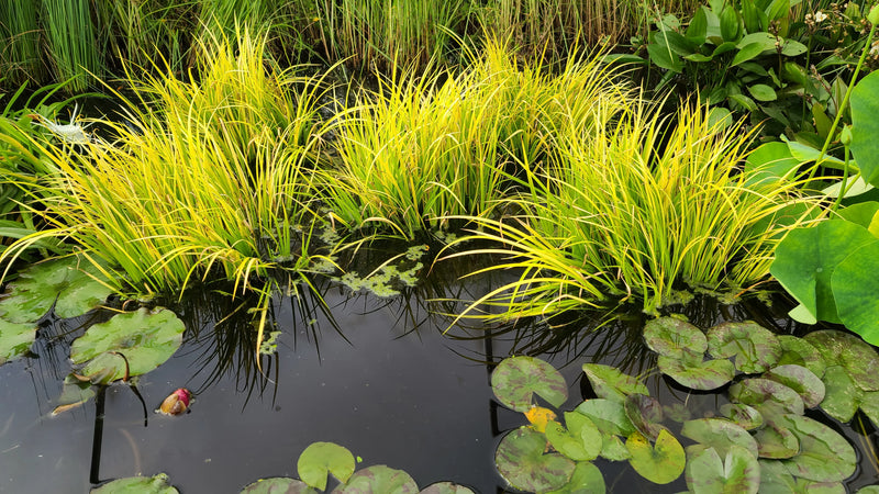 Acorus gramineus 'Ogon' P9