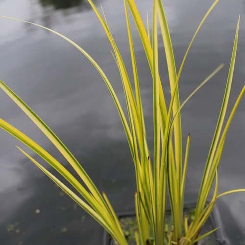 Acorus gramineus 'Ogon' P9