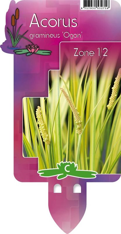 Acorus gramineus 'Ogon' P9