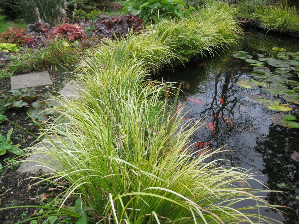 Pond Plants Ireland | Pond & Water Garden Plants For Sale | Water ...