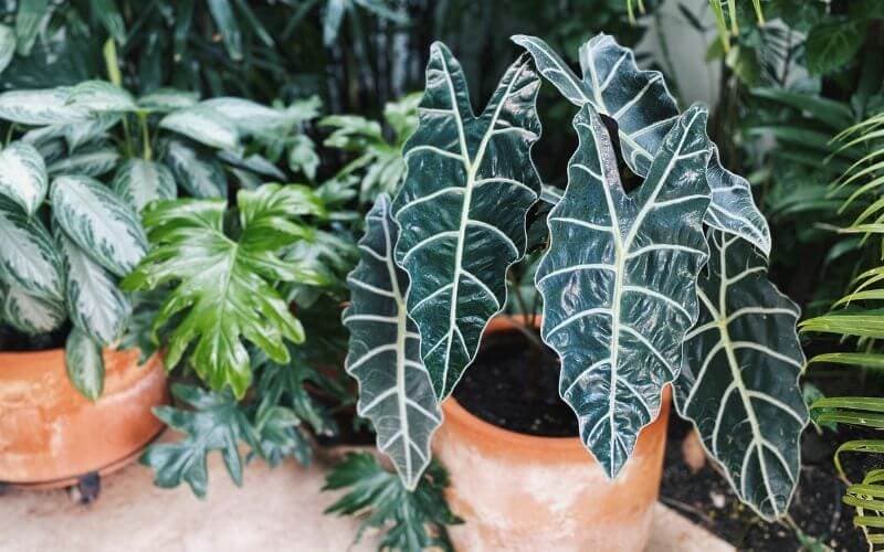 Alocasia Polly | African Mask Plant