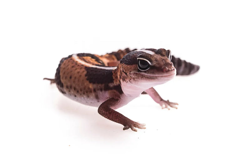 African Fat tail Gecko