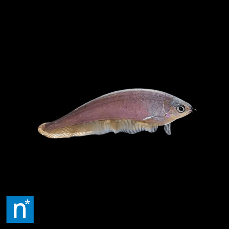 African Knifefish | Papyrocranus afer