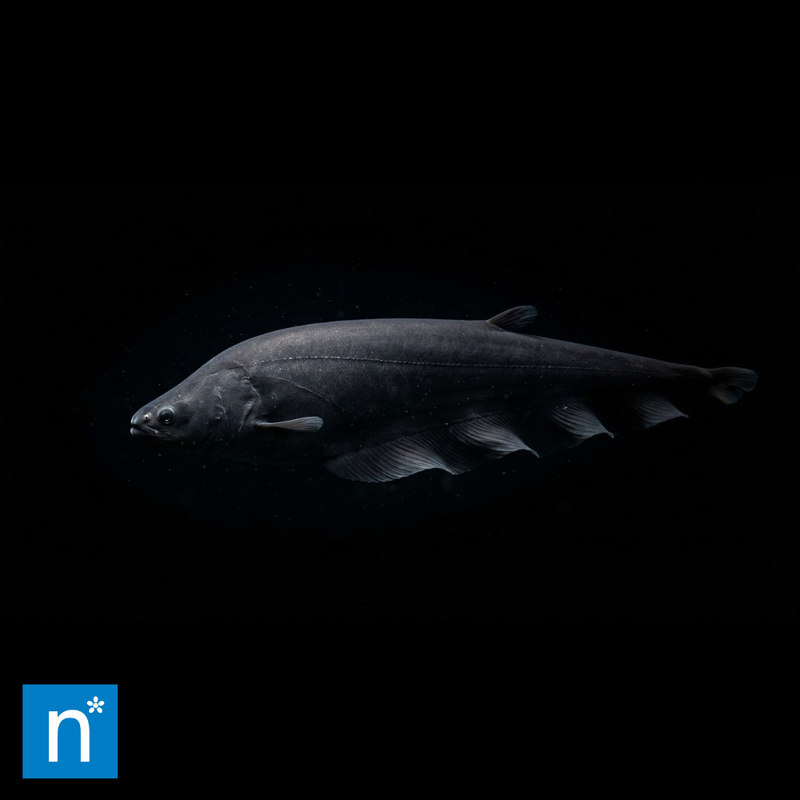 African Knifefish | Papyrocranus afer