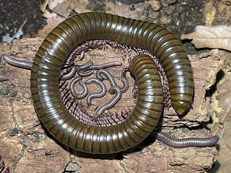 African Olive Millipede