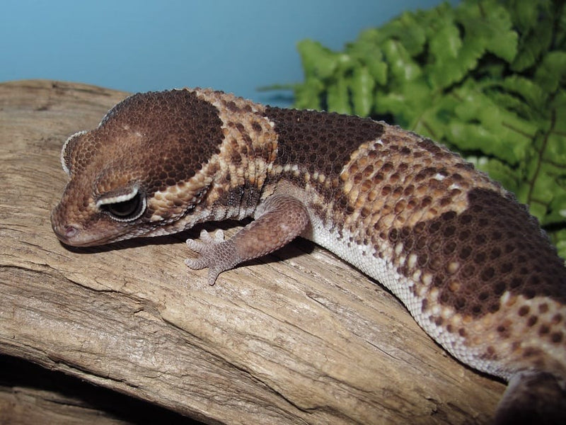 African Fat tail Gecko