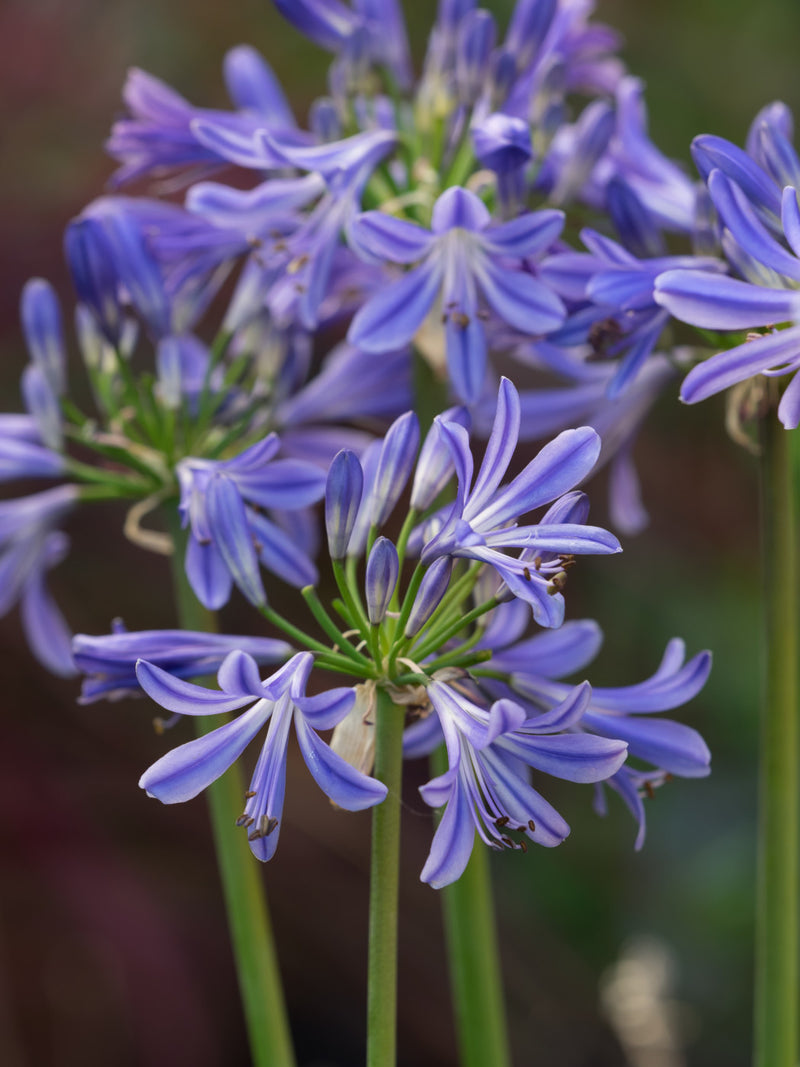 Agapanthus 'Charlotte' (3Litre)
