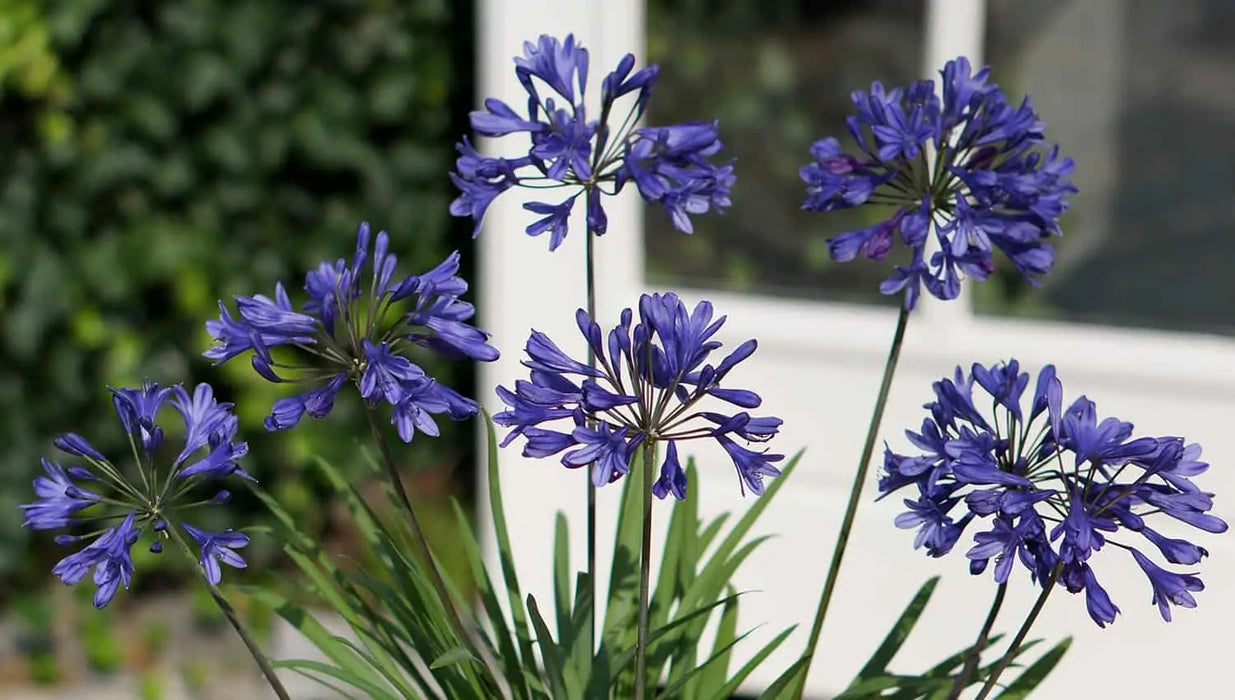 Agapanthus 'Brilliant Blue' | African Lily (3 Litre)