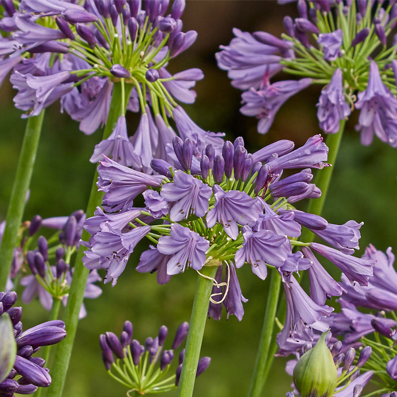 Agaoanthus 'Purple Cloud' (3 Litre)