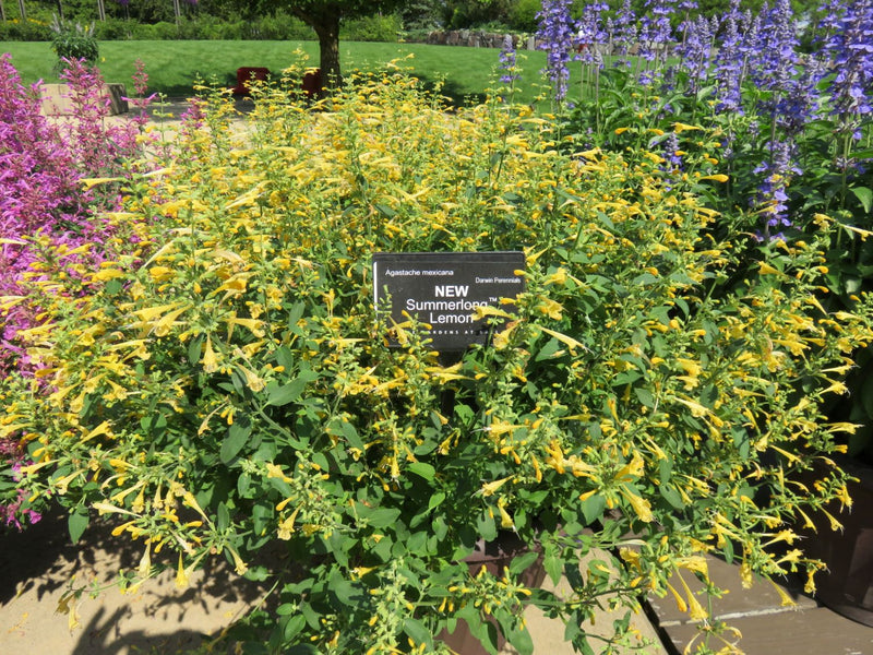 Agastache ‘Summerlong Lemon’ with yellow flower spikes in a garden