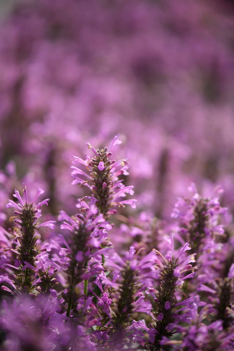 Agastache Sunny Sparks  'Pink' 2L