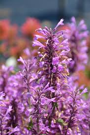 Agastache Sunny Sparks  'Pink' 2L