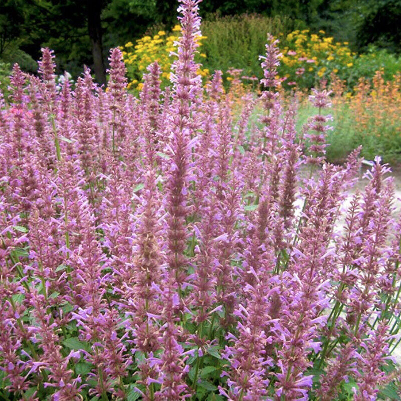 Agastache Sunny Sparks  'Pink' 2L
