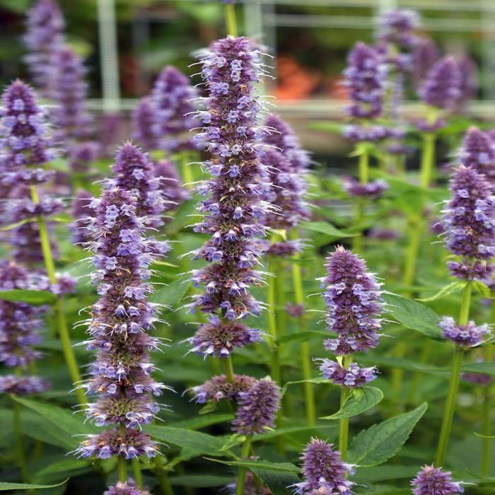 Agastache 'Blue Fortune' 2 Litre