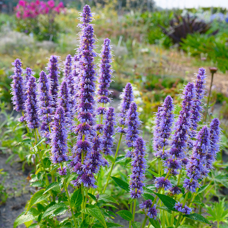 Agastache 'Blue Fortune' 2 Litre