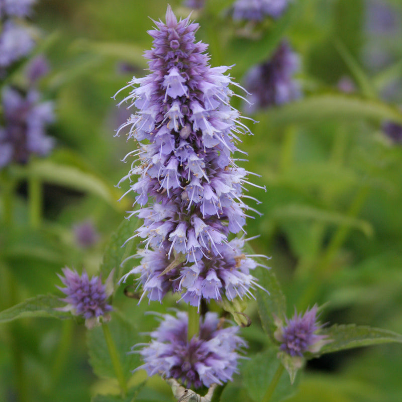 Agastache 'Blue Fortune' 2 Litre