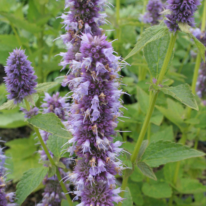 Agastache 'Blue Fortune' 2 Litre