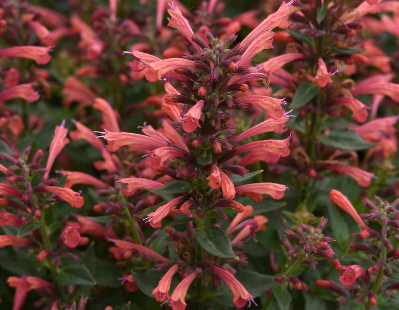 Agastache Summerlong 'Coral' 2L