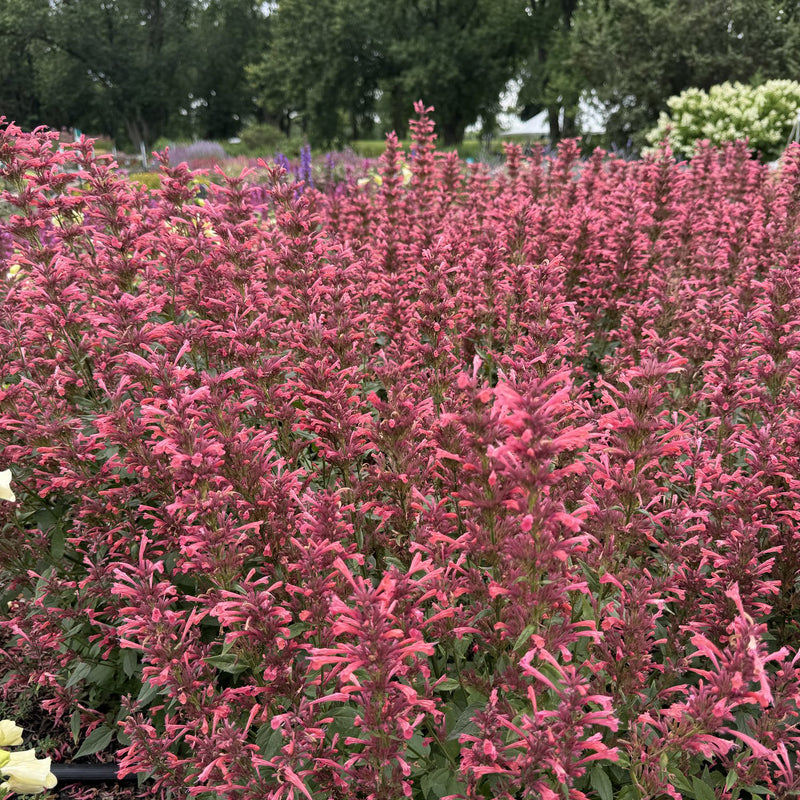 Agastache Summerlong 'Coral' 2L
