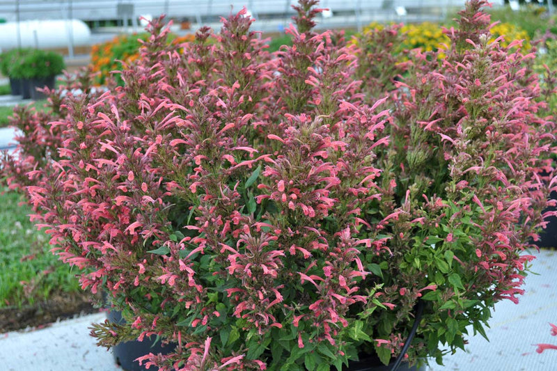 Agastache Summerlong 'Coral' 2L