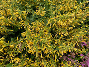 Agastache mexicana ‘Summerlong Lemon’ flowering plant
