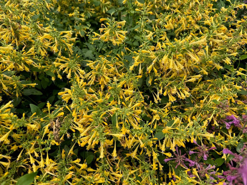 Agastache mexicana ‘Summerlong Lemon’ flowering plant