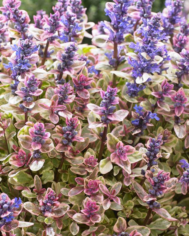 Ajuga Princess Nadia 9cm
