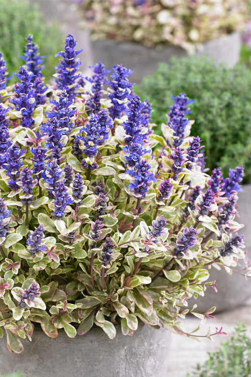 Ajuga Princess Nadia 9cm