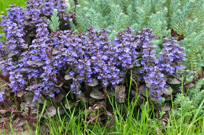Ajuga reptans Braunherz 9cm
