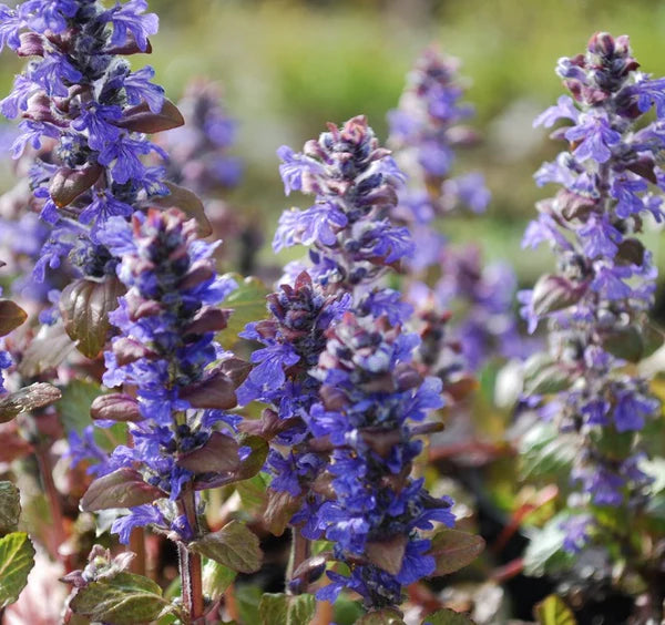Ajuga reptans Braunherz 9cm
