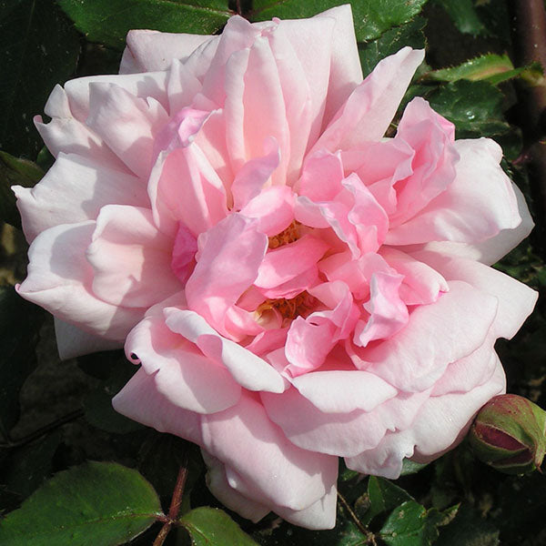Mother's Day Fragrant Roses