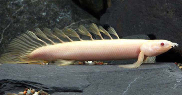 Polypterus Senegalus Albino | Albino Senegal Bichir