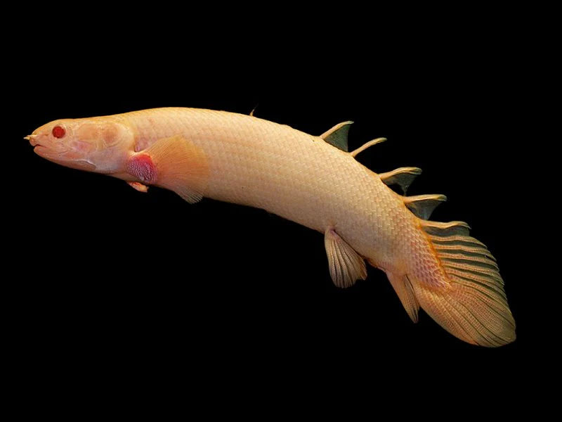 Polypterus Senegalus Albino | Albino Senegal Bichir