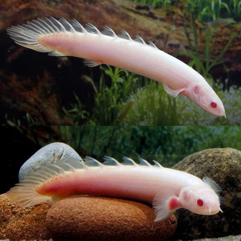 Polypterus Senegalus Albino | Albino Senegal Bichir