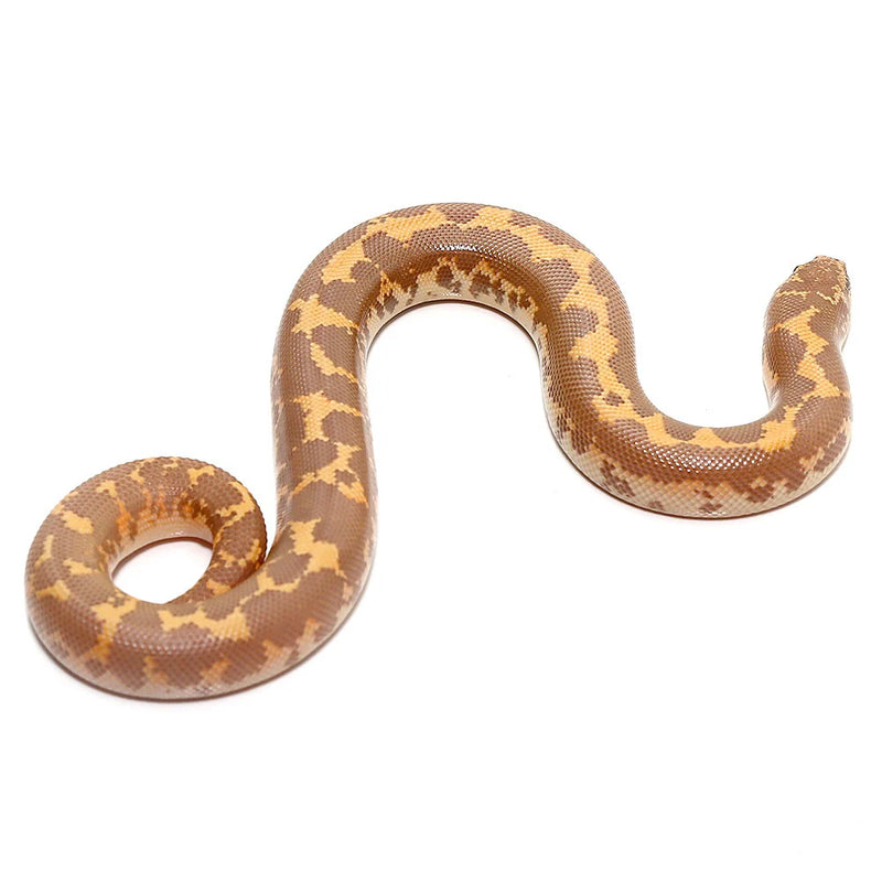 Kenyan Sand Boa (Albino)
