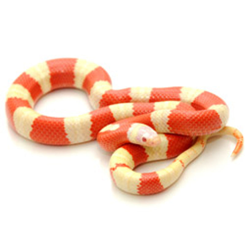 Albino Nelsons Milk Snake