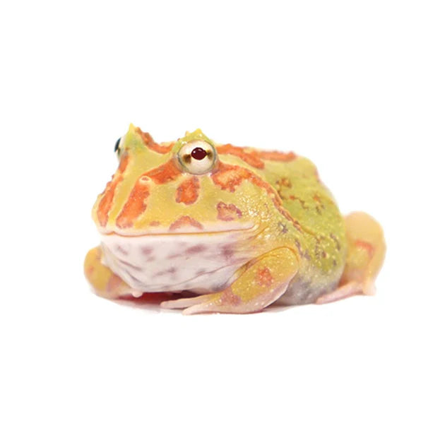 Albino Pacman Frog