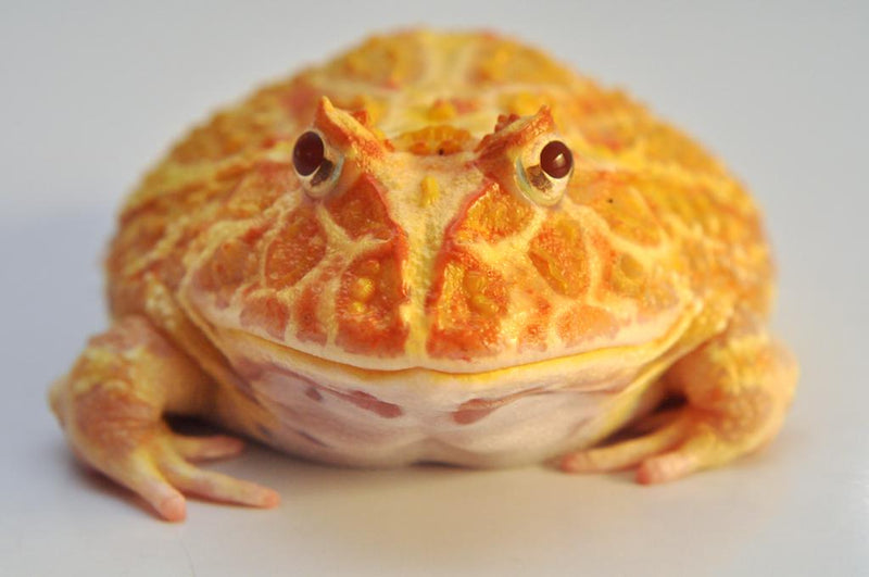 Albino Pacman Frog