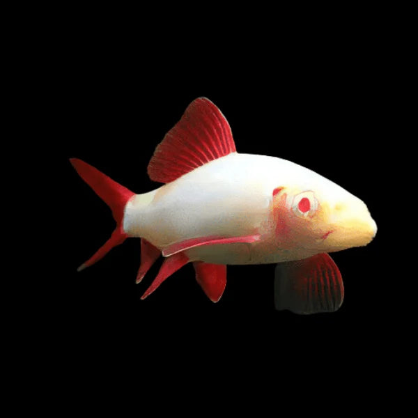 Albino Rainbow Shark | Epalzeorhynchos frenatum (Albino) 4-5cm