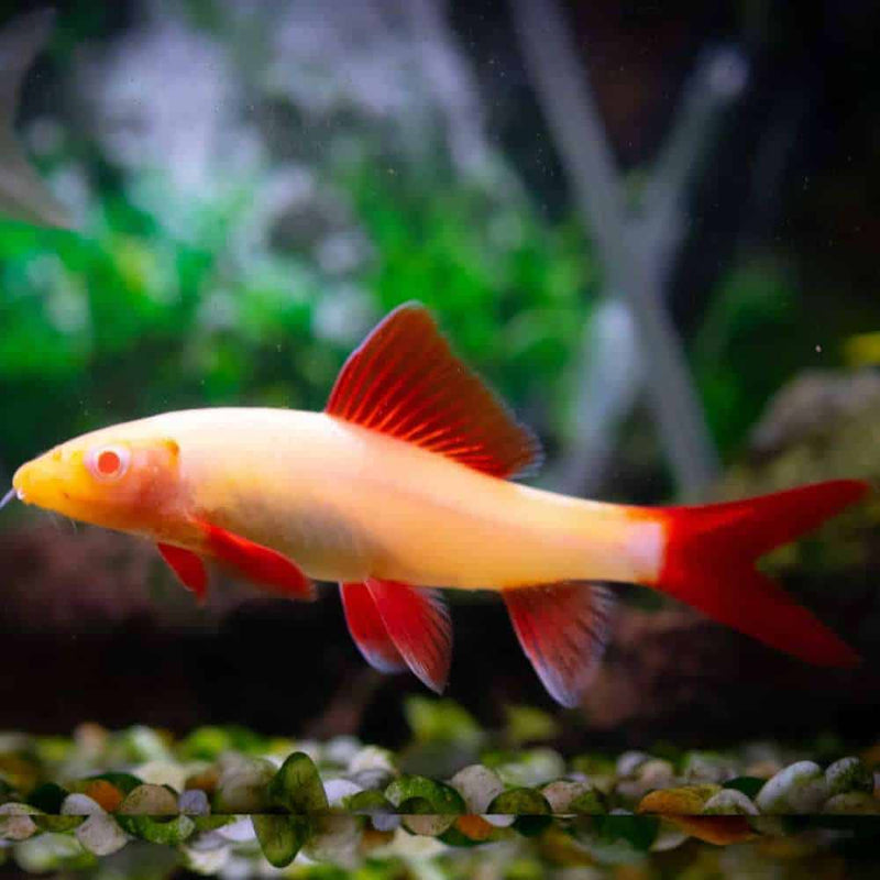Albino Rainbow Shark | Epalzeorhynchos frenatum (Albino) 4-5cm
