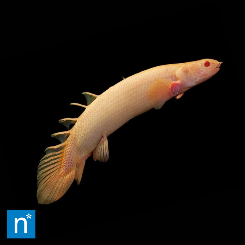 Albino Senegal Bichir | Polypterus senegalus (5–6cm)