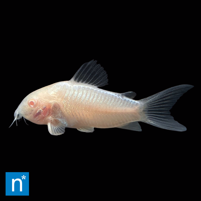 Albino Corydoras | Osteogaster aenea
